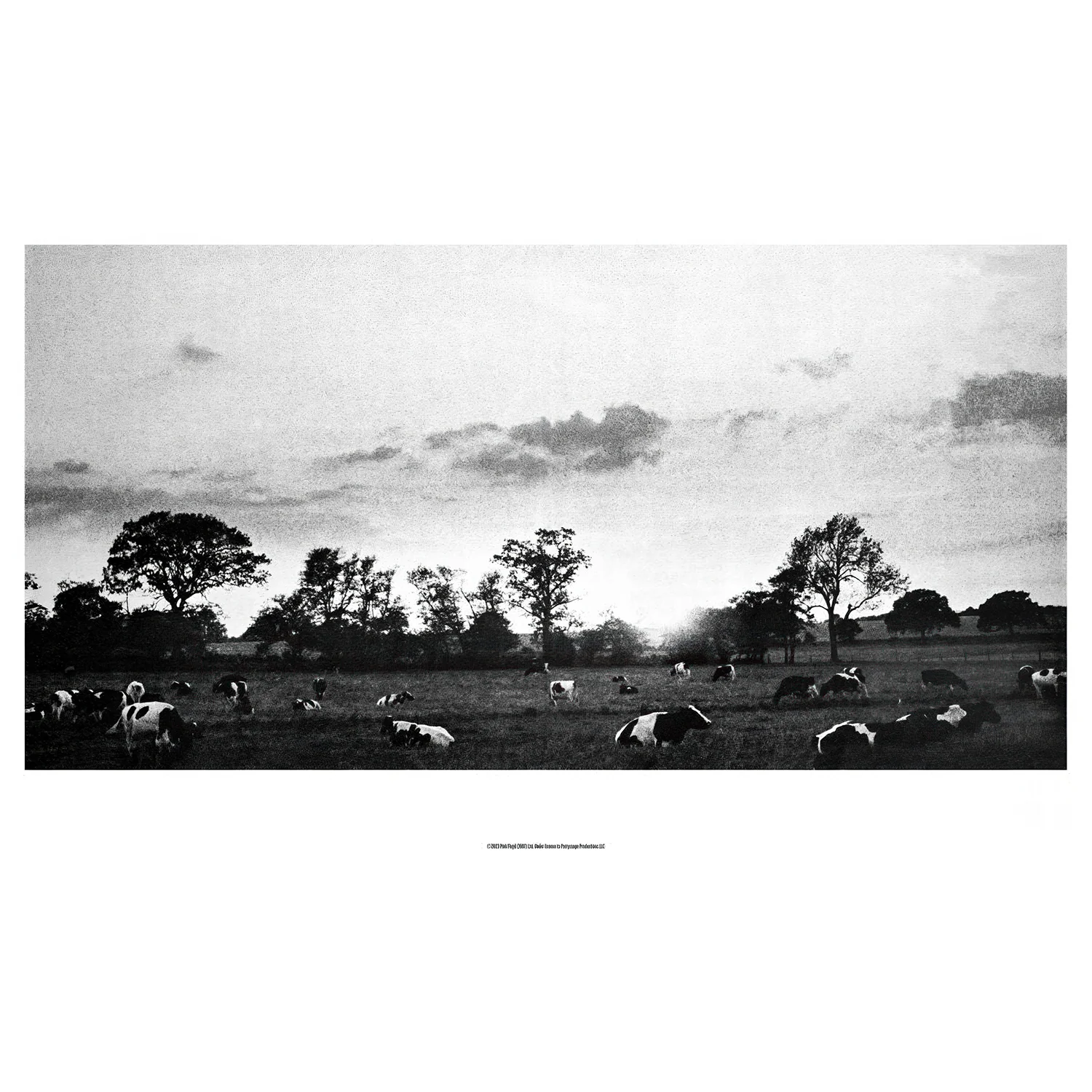 Cow Field  Fine Art Print - Image 2